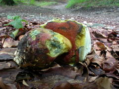 ../thumbnails/boletus-satanas-002.JPG
