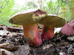../thumbnails/boletus-spretus-003.JPG