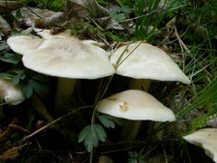 calocybe-gambosa-001.JPG