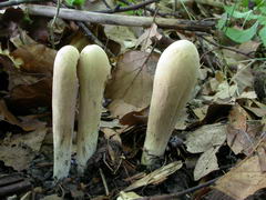 clavariadelphus-pistillaris-002.JPG