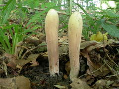 clavariadelphus-pistillaris-004.JPG