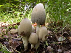 coprinus-atramentarius-001.JPG
