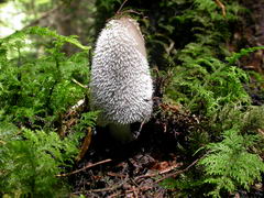 coprinus-lagopus-007.JPG