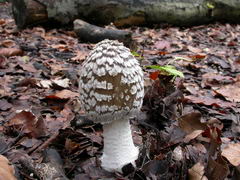 coprinus-picaceus-001.JPG