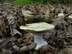 cortinarius-anserinus-001.JPG
