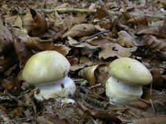 cortinarius-anserinus-002.JPG