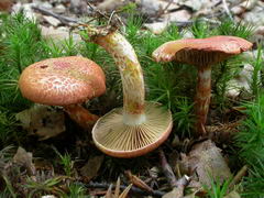 cortinarius-bolaris-001.JPG