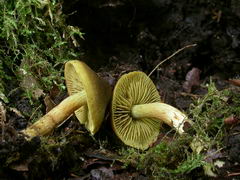 cortinarius-olivaceofuscus-002.JPG