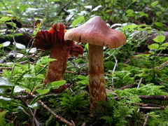 ../thumbnails/cortinarius-rubellus-004.JPG