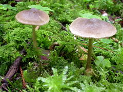 ../thumbnails/entoloma-conferendum-001.JPG