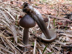 ../thumbnails/entoloma-hirtipes-001.JPG