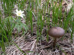 ../thumbnails/entoloma-hirtipes-003.JPG