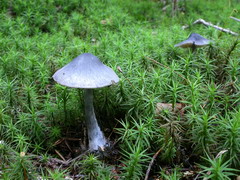 ../thumbnails/entoloma-nitidum-001.JPG