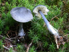../thumbnails/entoloma-nitidum-003.JPG