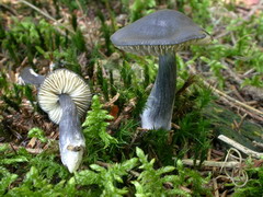 ../thumbnails/entoloma-nitidum-004.JPG