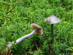 ../thumbnails/entoloma-nitidum-005.JPG