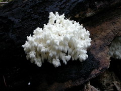 hericium-coralloides-007.JPG