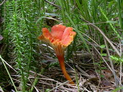 hygrocybe-cantharellus-001.JPG