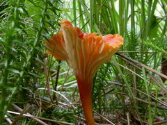 hygrocybe-cantharellus-002.JPG