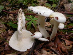 hygrophorus-eburneus-004.JPG