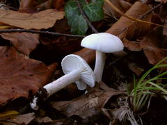 hygrophorus-eburneus-005.JPG