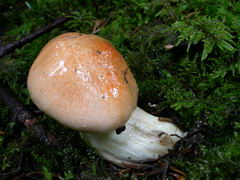 hygrophorus-pudorinus-003.JPG