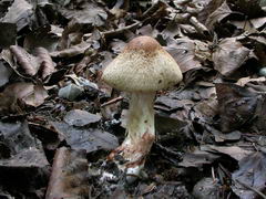 ../thumbnails/inocybe-bongardii-bong-003.JPG