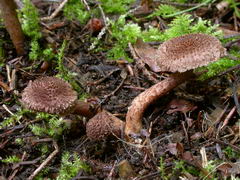 ../thumbnails/inocybe-cincinnata-major-001.JPG