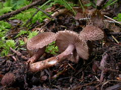 ../thumbnails/inocybe-cincinnata-major-002.JPG