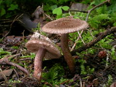 ../thumbnails/inocybe-cincinnata-major-003.JPG