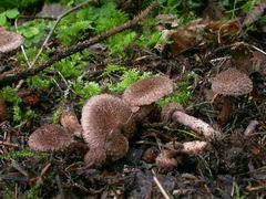 ../thumbnails/inocybe-cincinnata-major-004.JPG