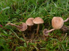 ../thumbnails/inocybe-cincinnata-major-006.JPG