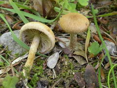 inocybe-dulcamara-001.JPG