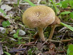 inocybe-dulcamara-002.JPG