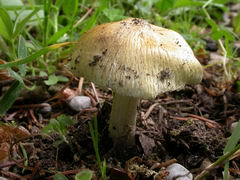 inocybe-rimosa-001.JPG