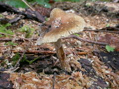 inocybe-rimosa-005.JPG