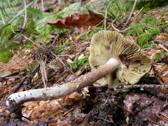 inocybe-rimosa-006.JPG