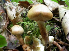 kuehneromyces-mutabilis-001.JPG