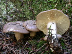 ../thumbnails/lactarius-albocarneus-001.JPG
