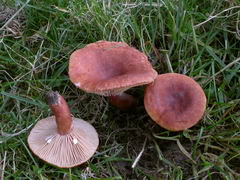 ../thumbnails/lactarius-britannicus-br-004.JPG