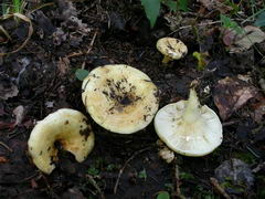 ../thumbnails/lactarius-evosmus-002.JPG
