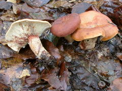 lactarius-rubrocinctus-004.JPG
