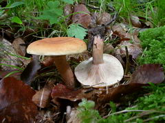 lactarius-rubrocinctus-005.JPG