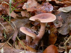 ../thumbnails/lactarius-subdulcis-002.JPG