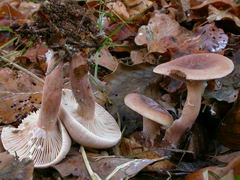 ../thumbnails/lactarius-subdulcis-003.JPG