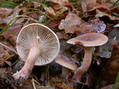 ../thumbnails/lactarius-subdulcis-004.JPG