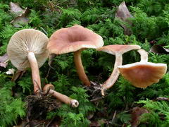 ../thumbnails/lactarius-tabidus-002.JPG