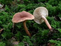 ../thumbnails/lactarius-tabidus-003.JPG