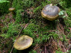 ../thumbnails/lactarius-turpis-002.JPG
