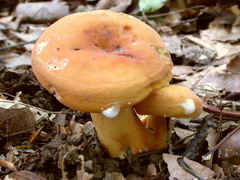 ../thumbnails/lactarius-volemus-002.JPG